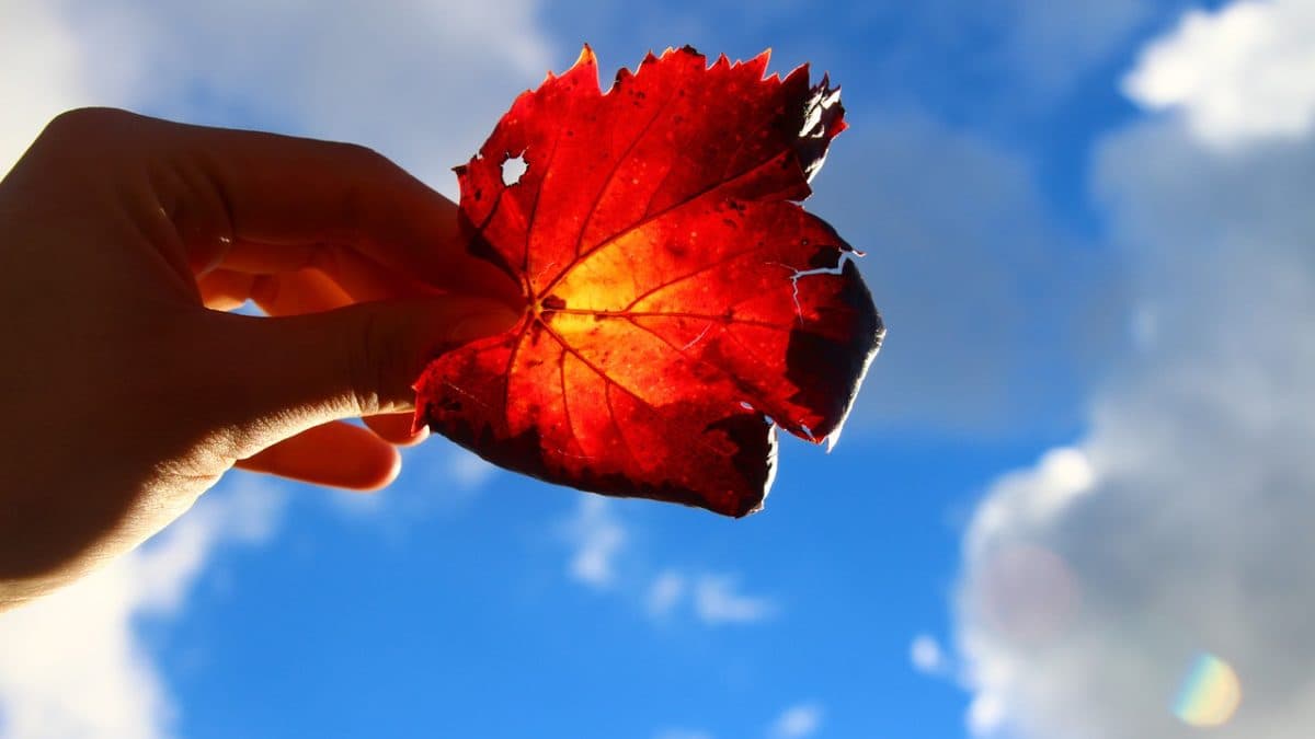 Maple Leaf