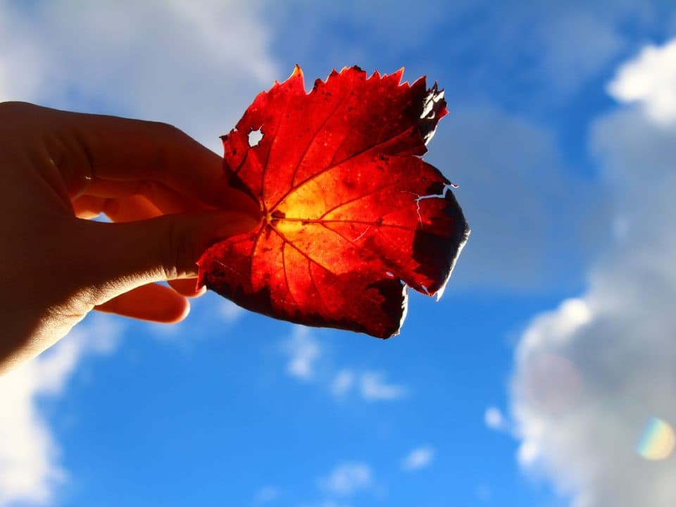 Maple Leaf
