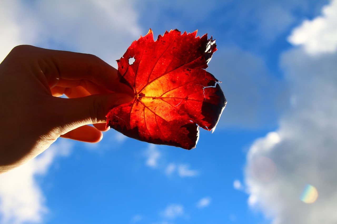 Maple Leaf