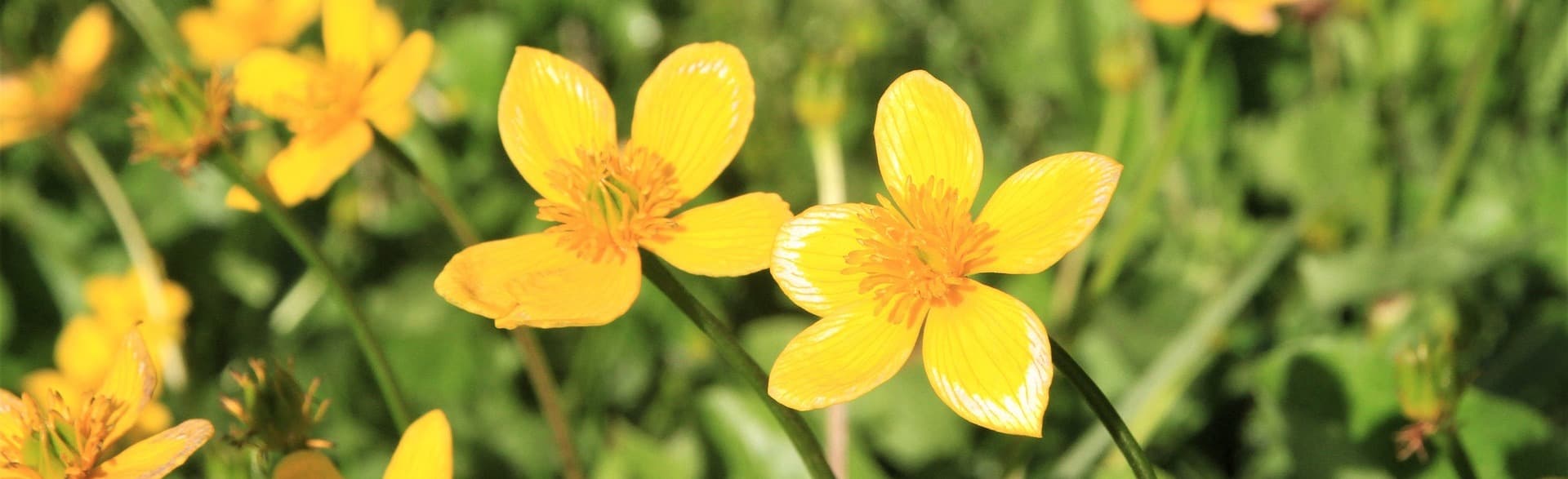 yellow flowers