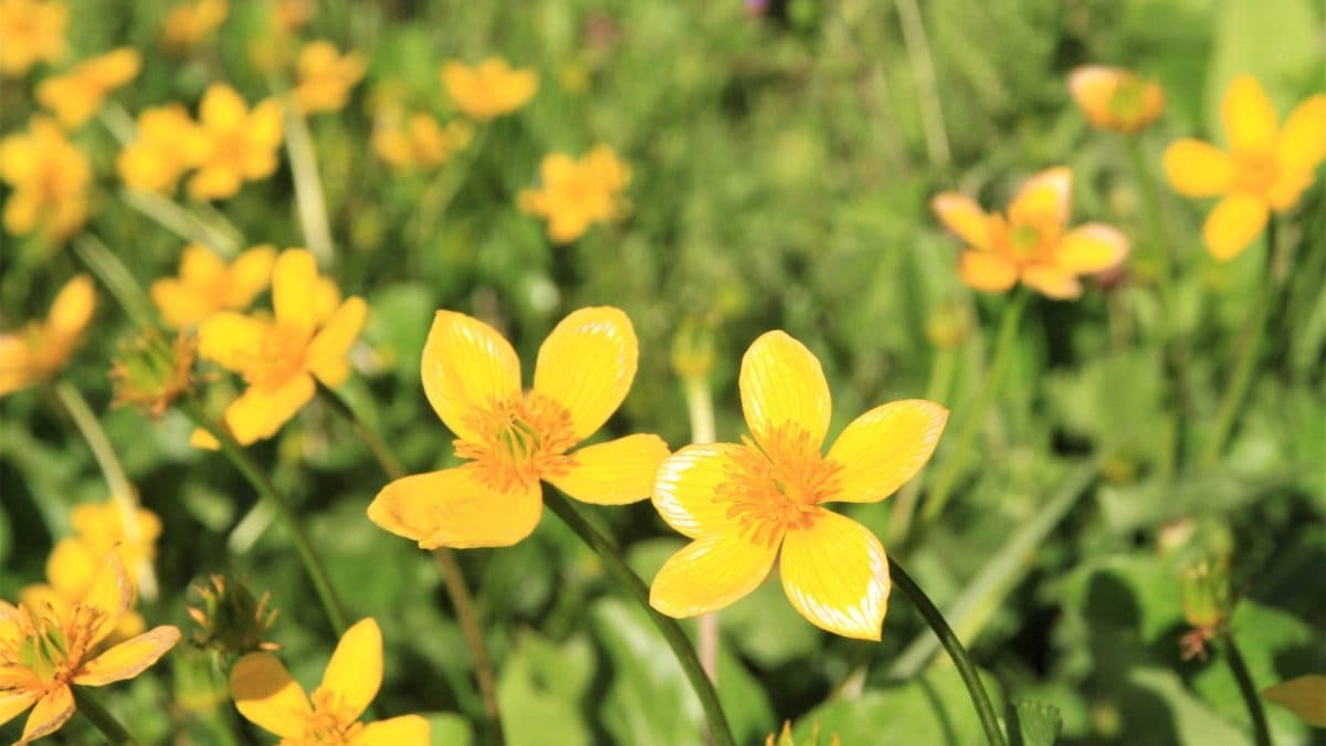 yellow flowers