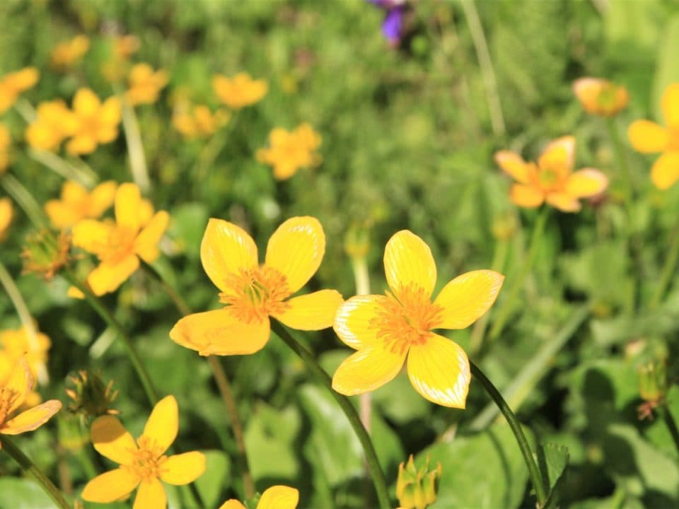 yellow flowers
